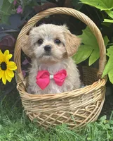 Kandy, a female Cavalier King Charles Spaniel and Maltese for sale in Rock Stream, NY – 2 of 9