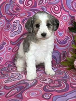 CALLIE, a female Schnoodle for sale in Rock Stream, NY – Photo 6 of 8