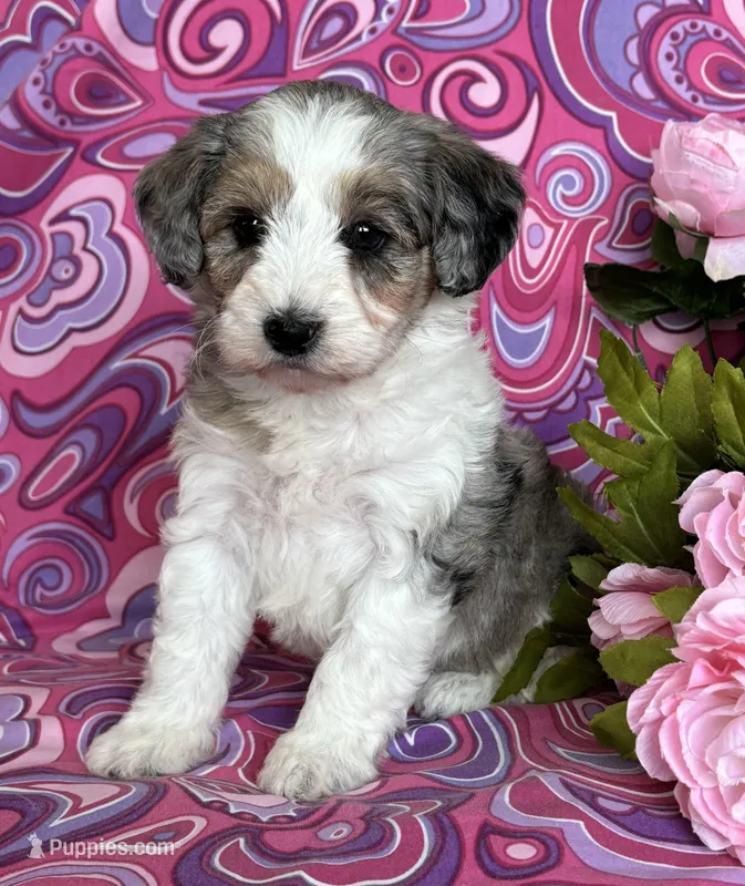 CALLIE, a female Schnoodle for sale in Rock Stream, NY – Photo 1 of 8