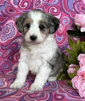 CALLIE, a female Schnoodle for sale in Rock Stream, NY – Photo 1 of 8