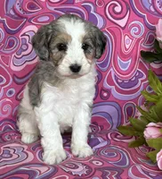 CALLIE, a female Schnoodle for sale in Rock Stream, NY – Photo 4 of 8