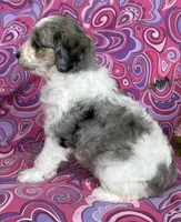 CALLIE, a female Schnoodle for sale in Rock Stream, NY – Photo 7 of 8