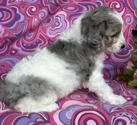 CALLIE, a female Schnoodle for sale in Rock Stream, NY – Photo 8 of 8