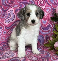 CALLIE, a female Schnoodle for sale in Rock Stream, NY – Photo 5 of 8