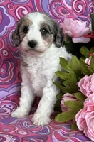 CALLIE, a female Schnoodle for sale in Rock Stream, NY – Photo 2 of 8