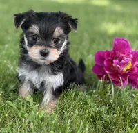 Baby Doll , a female Morkie for sale in Rock Stream, NY – 6 of 10