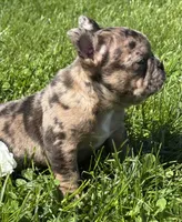 Coconut , a female Frenchton for sale in Rock Stream, NY – 10 of 10