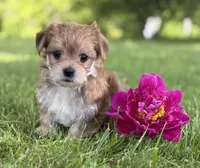 Bryce, a male Morkie for sale in Rock Stream, NY – 9 of 10