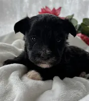 Diezel, a male Morkie for sale in Rock Stream, NY – Photo 2 of 7