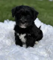 Diezel, a male Morkie for sale in Rock Stream, NY – 3 of 8