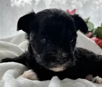 Diezel, a male Morkie for sale in Rock Stream, NY – Photo 3 of 7