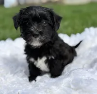 Diezel, a male Morkie for sale in Rock Stream, NY – 5 of 8