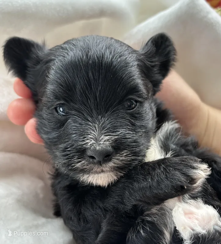 Diezel – Morkie puppy for sale in Rock Stream, NY