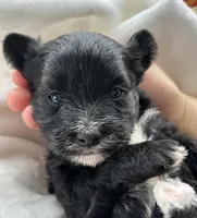 Diezel, a male Morkie for sale in Rock Stream, NY – Photo 1 of 7