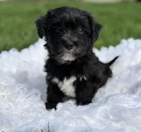 Diezel, a male Morkie for sale in Rock Stream, NY – 2 of 8