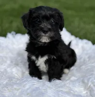 Diezel, a male Morkie for sale in Rock Stream, NY – 6 of 8