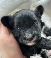 Diezel, a male Morkie for sale in Rock Stream, NY – Photo 7 of 7