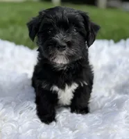 Diezel, a male Morkie for sale in Rock Stream, NY – 7 of 8