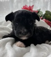 Diezel, a male Morkie for sale in Rock Stream, NY – Photo 4 of 7