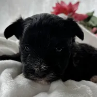 Diezel, a male Morkie for sale in Rock Stream, NY – Photo 6 of 7