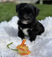 Diezel, a male Morkie for sale in Rock Stream, NY – 8 of 8