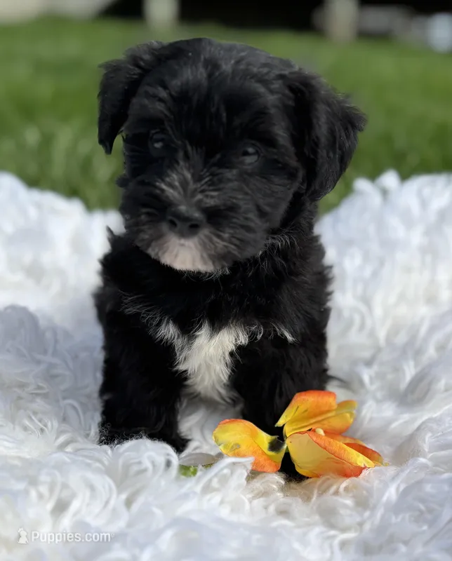 Diezel – Morkie puppy for sale in Rock Stream, NY
