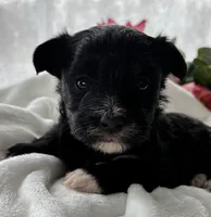 Diezel, a male Morkie for sale in Rock Stream, NY – Photo 5 of 7