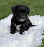 Diezel, a male Morkie for sale in Rock Stream, NY – 4 of 8