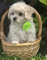 Karmel, a male Cavalier King Charles Spaniel and Maltese for sale in Rock Stream, NY – 6 of 10