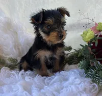 DR Pepper , a male Yorkshire Terrier for sale in Rock Stream, NY – 6 of 10