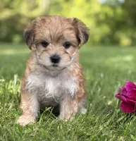 Bradley , a male Morkie for sale in Rock Stream, NY – 8 of 10