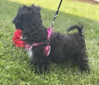 Zoey, a female Morkie for sale in Rock Stream, NY – 2 of 10
