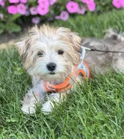 Bradley , a male Morkie for sale in Rock Stream, NY – 2 of 10