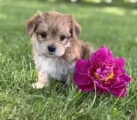 Bryce, a male Morkie for sale in Rock Stream, NY – 8 of 10