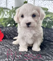 Allison , a female Maltese for sale in Rock Stream, NY – 2 of 10