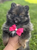 Muffin, a female Pomeranian for sale in Rock Stream, NY – 9 of 10