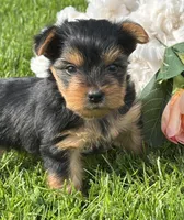 Hershey, a male Yorkshire Terrier for sale in Rock Stream, NY – 10 of 10