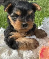 Hershey, a male Yorkshire Terrier for sale in Rock Stream, NY – 8 of 10
