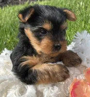 Hershey, a male Yorkshire Terrier for sale in Rock Stream, NY – 5 of 10