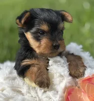 Hershey, a male Yorkshire Terrier for sale in Rock Stream, NY – 2 of 10