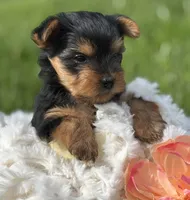 Hershey, a male Yorkshire Terrier for sale in Rock Stream, NY – 9 of 10