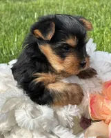 Hershey, a male Yorkshire Terrier for sale in Rock Stream, NY – 6 of 10