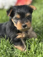 Hershey, a male Yorkshire Terrier for sale in Rock Stream, NY – 3 of 10