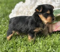Hershey, a male Yorkshire Terrier for sale in Rock Stream, NY – 4 of 10