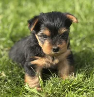 Hershey, a male Yorkshire Terrier for sale in Rock Stream, NY – 7 of 10