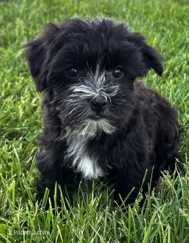 J.R. – Morkie puppy for sale in Rock Stream, NY