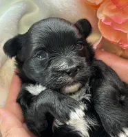 Zoey, a female Morkie for sale in Rock Stream, NY – Photo 8 of 8