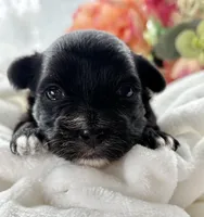 Zoey, a female Morkie for sale in Rock Stream, NY – Photo 7 of 8