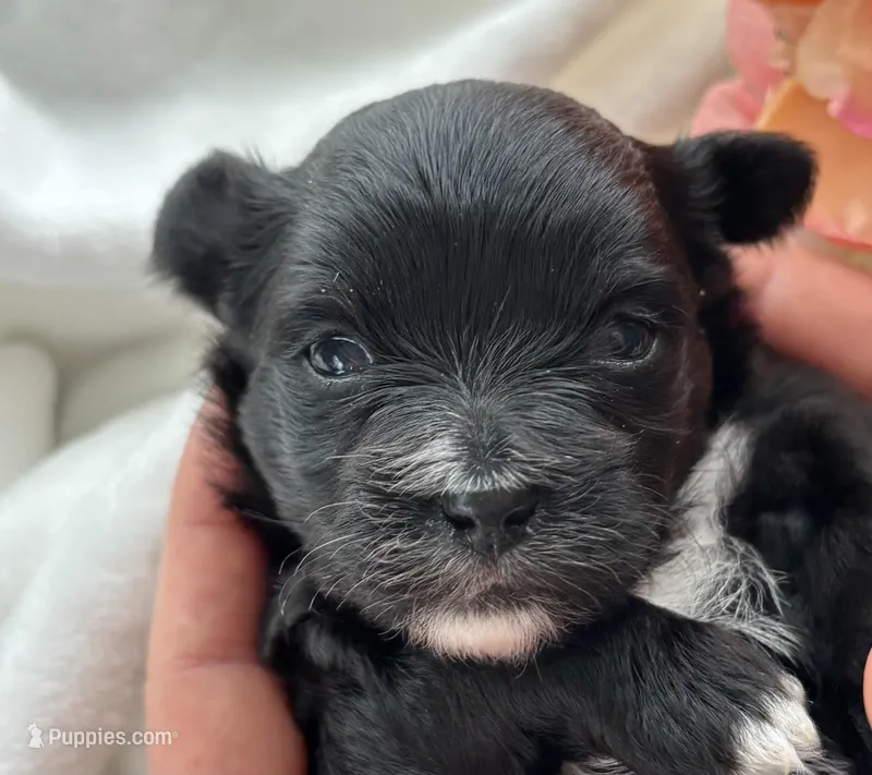 Zoey – Morkie puppy for sale in Rock Stream, NY