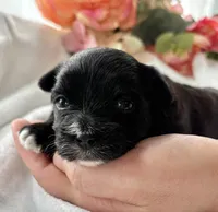Zoey, a female Morkie for sale in Rock Stream, NY – Photo 3 of 8